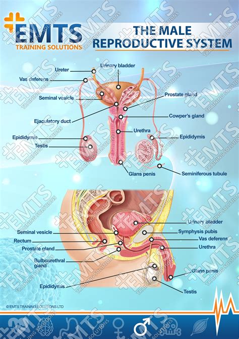 Male Reproductive System Anatomy and Physiology